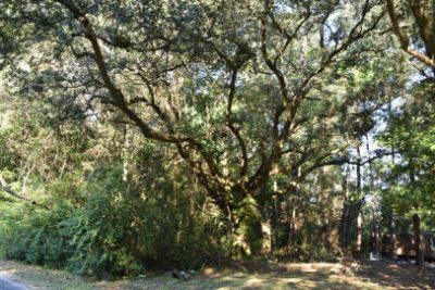 139 Earnestine Drive Photo 5