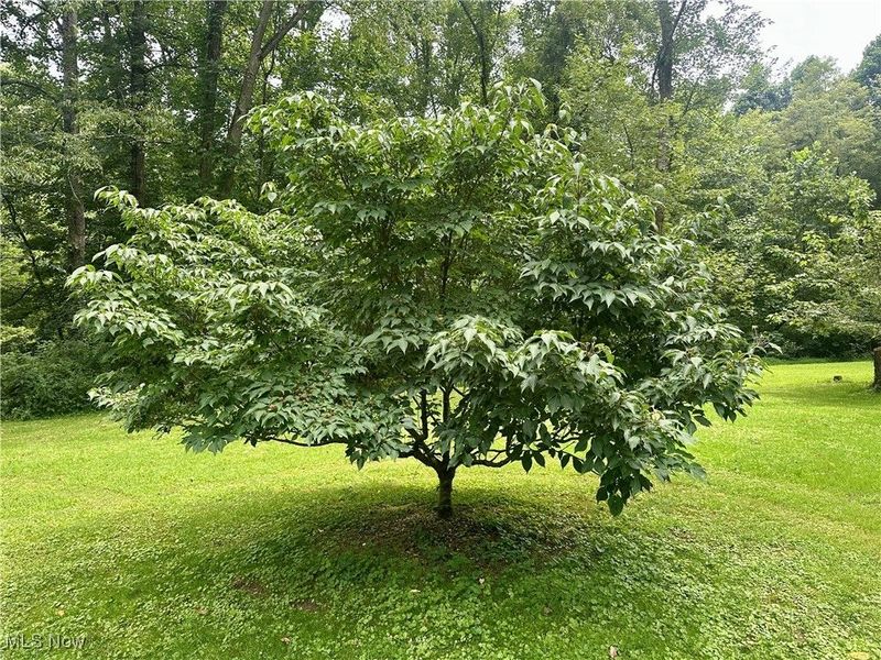 325 N Fork Road, New Matamoras, OH 45767 Photo 10