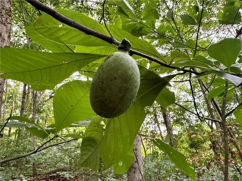 325 N Fork Road, New Matamoras, OH 45767 Photo 14