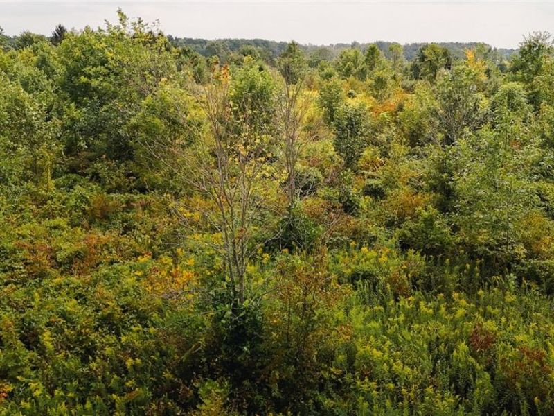 Township Road 581, Sullivan, OH 44880 Photo 10