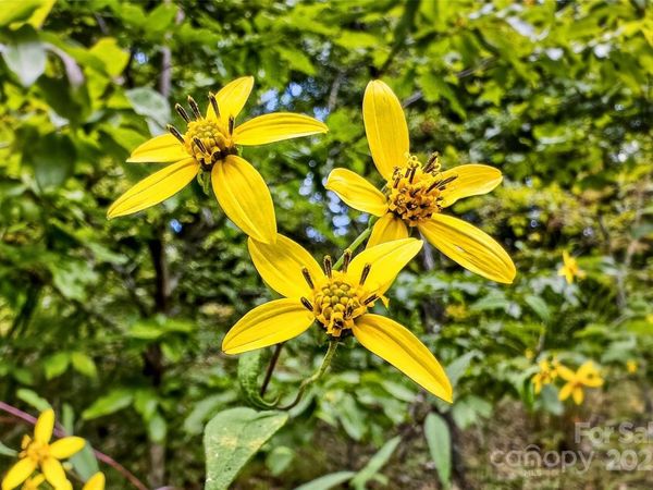 1696 Catawba Falls Parkway, Black Mountain, NC 28711