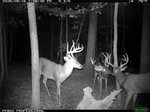 TBD HWY 16, St Paul, AR 72760