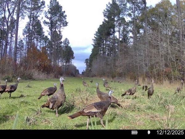 6145 Dry Grove Road, Terry, MS 39170