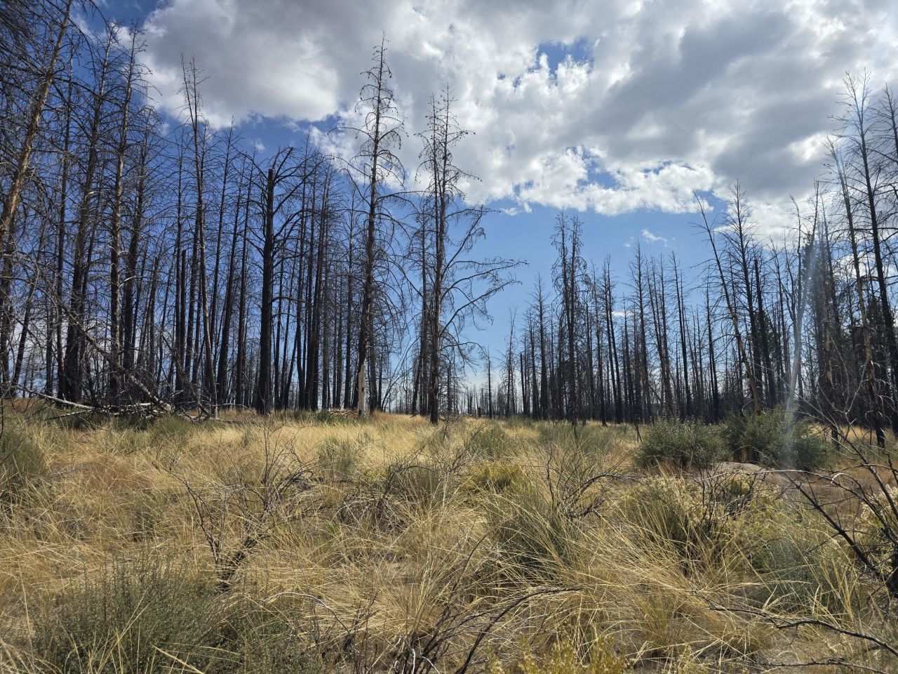 Valley Oak Lane, Bly, OR 97622 Main Photo