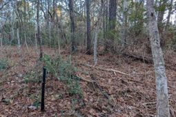 1981 Liberia Road photo 4