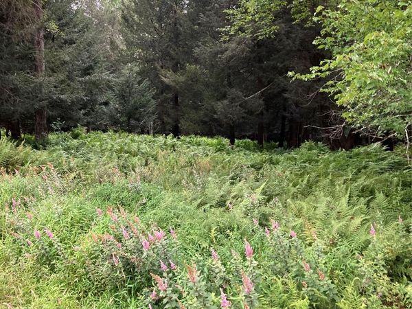 Jaketown Road, Monticello, NY 00000