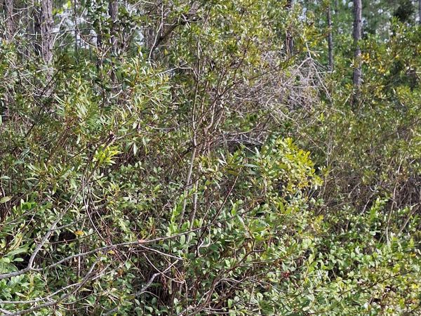 0 E ESCAMBIA State Road, Palatka, FL 32177