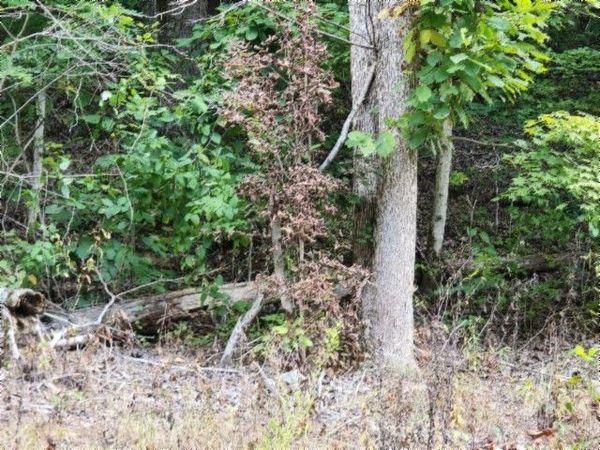 0 Apache Rd, Jamestown, TN 38556