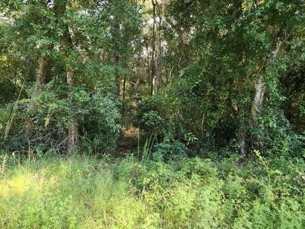 TBD NW 168th Ln, Fanning Springs, FL 32693