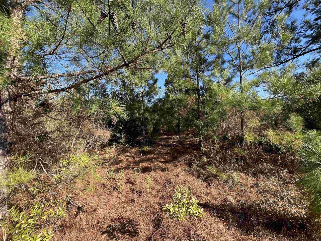 Fairview Road, Marianna, FL 32448 Photo