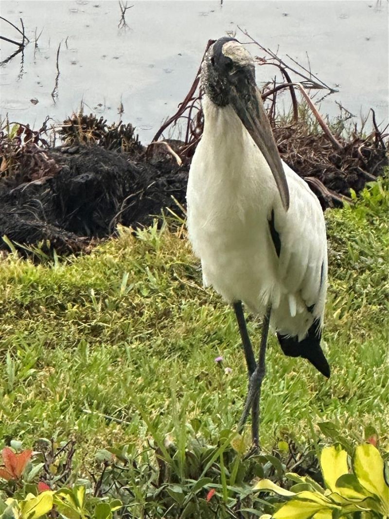 1121 Riverscape Street, Bradenton, FL 34208 Photo