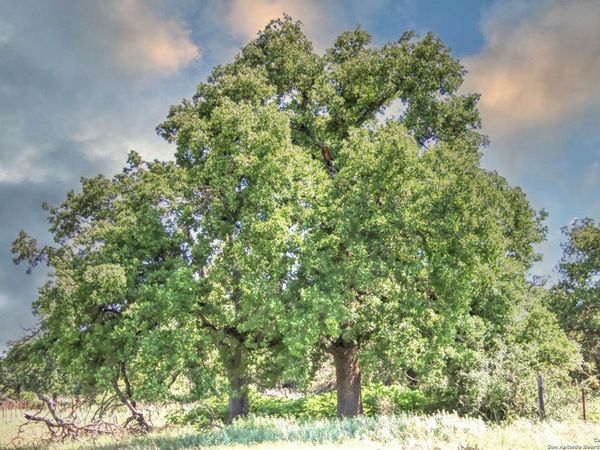 TBD RM 1323, Willow City, TX 78675