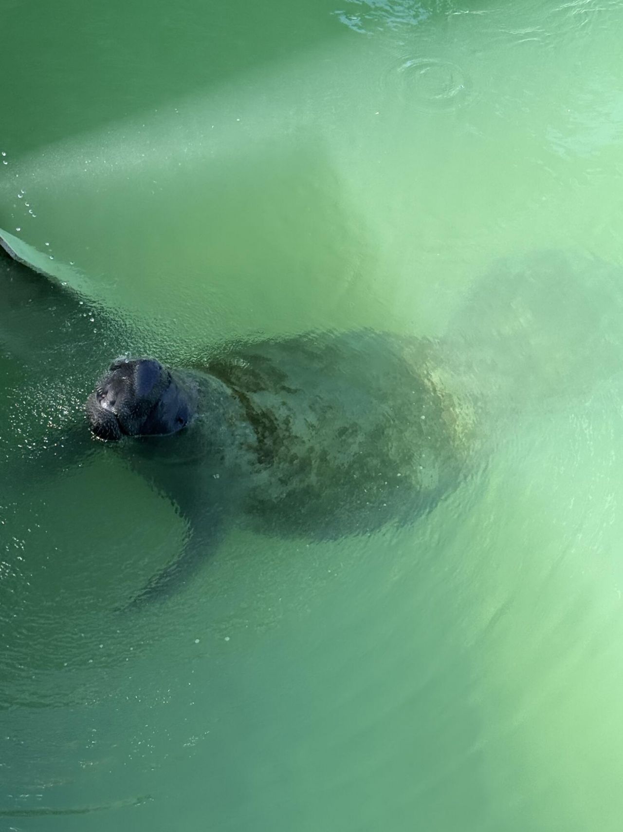 124 S Indies Drive, Duck, FL 33050 Photo