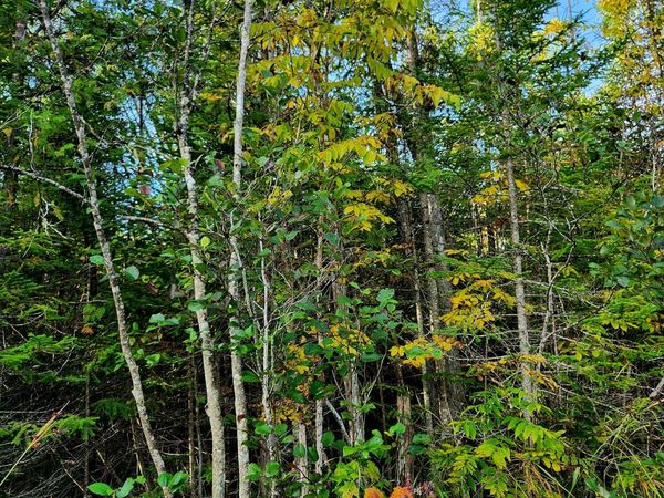 V/L 80AC State Road, Kalkaska, MI 49646
