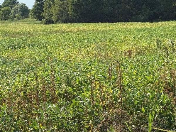 0 Highway 412, Hayti, MO 63851