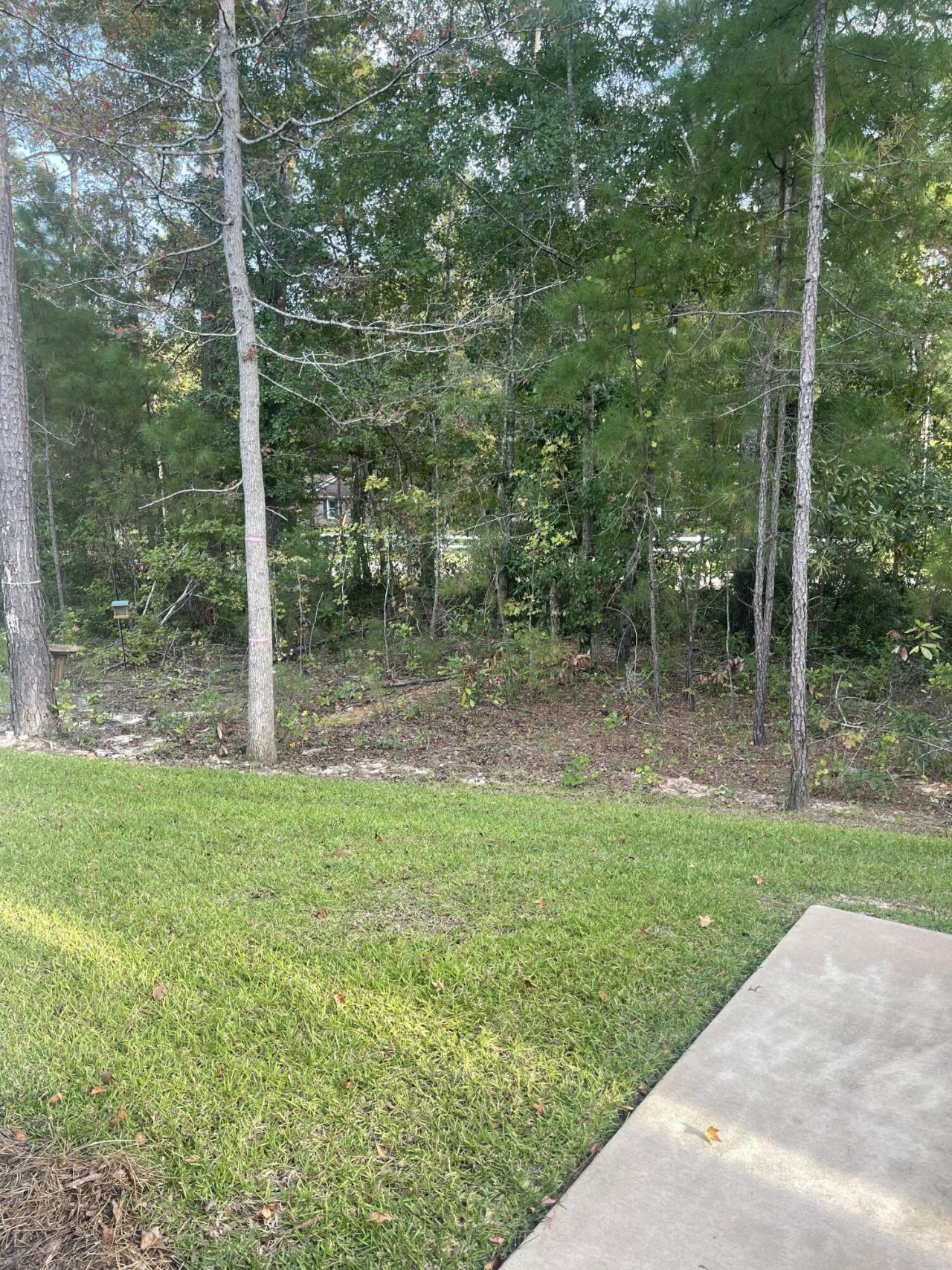 459 Green Fern Drive Photo 46