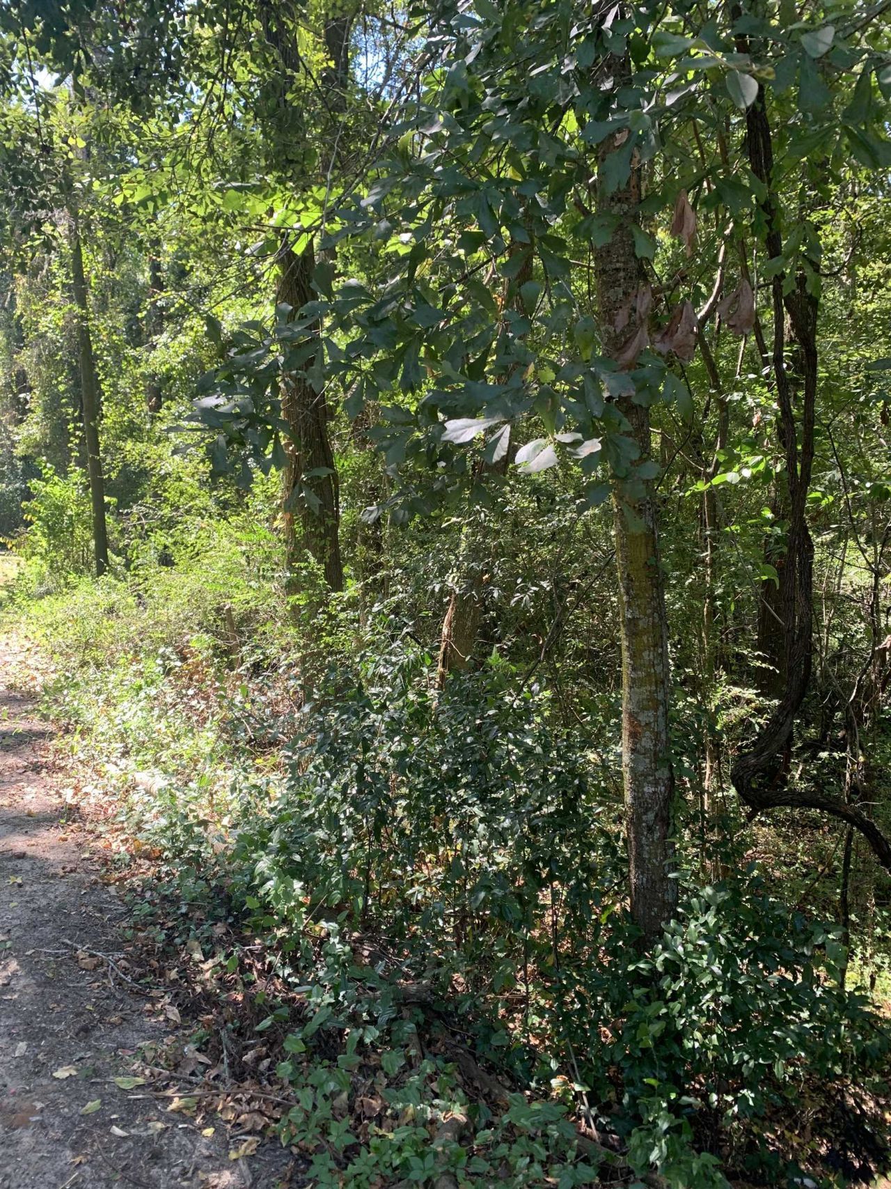 0 Buck Lake Road, Tallahassee, FL 32317 Photo