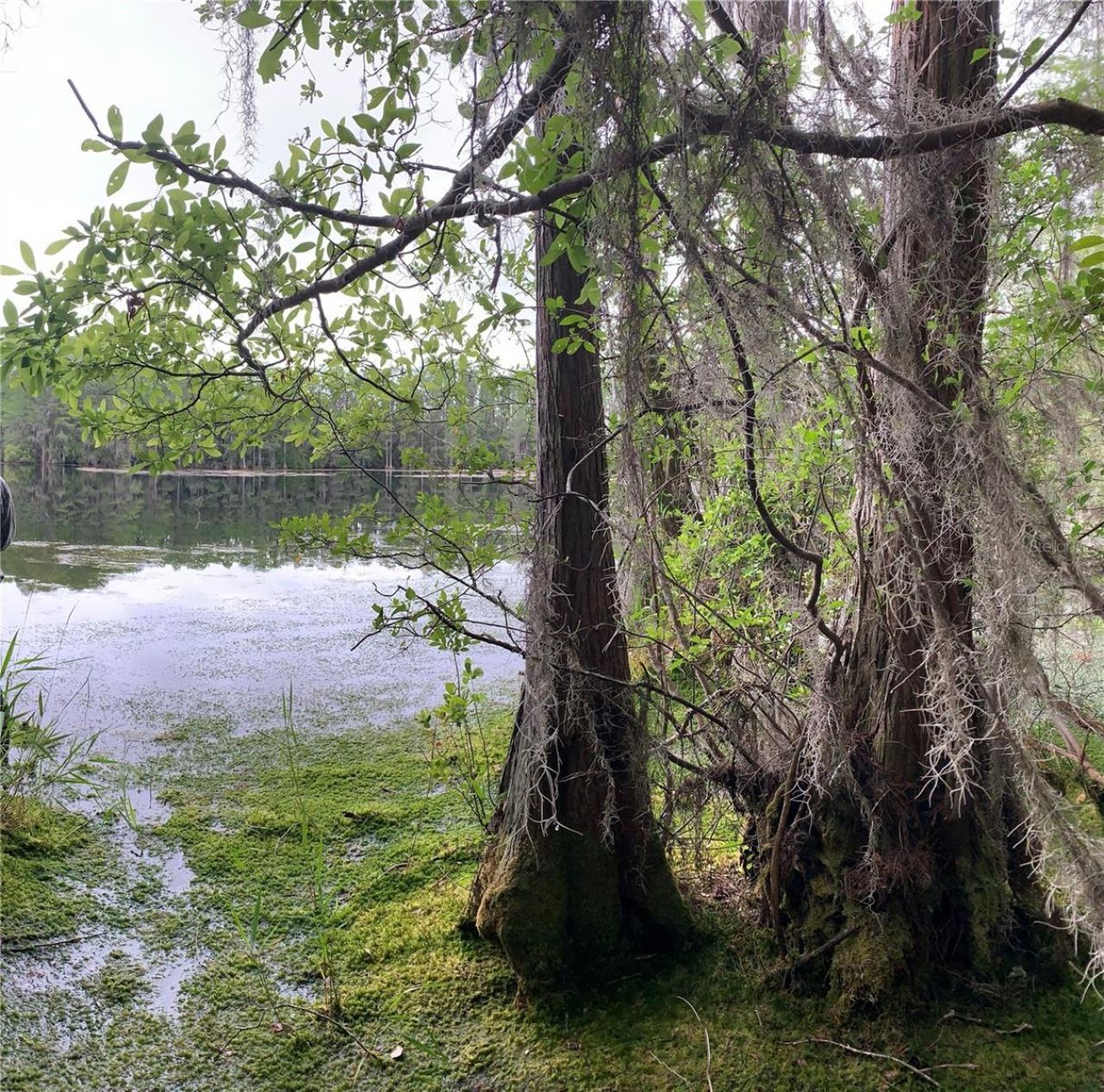 Sw Tower Road, Lee, FL 32059 Photo