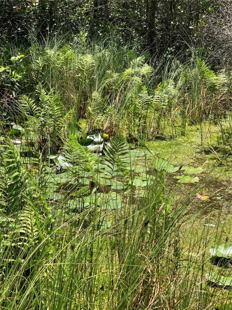 Sw Tower Road, Lee, FL 32059 Photo