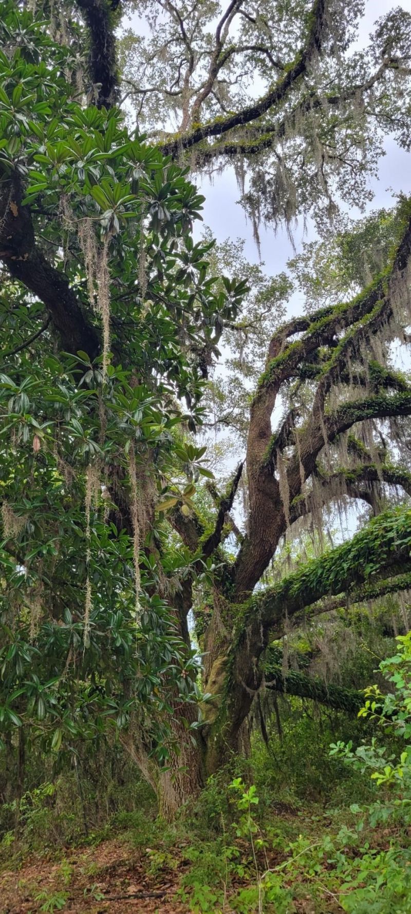 Tbd NE Cedar Trail, Pinetta, FL 32350 Photo