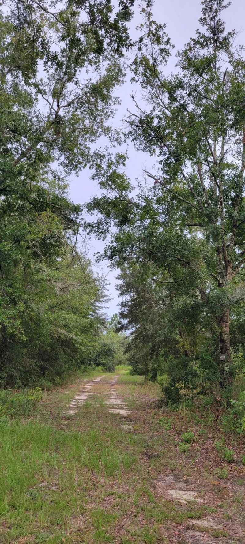 Tbd NE Cedar Trail, Pinetta, FL 32350 Photo