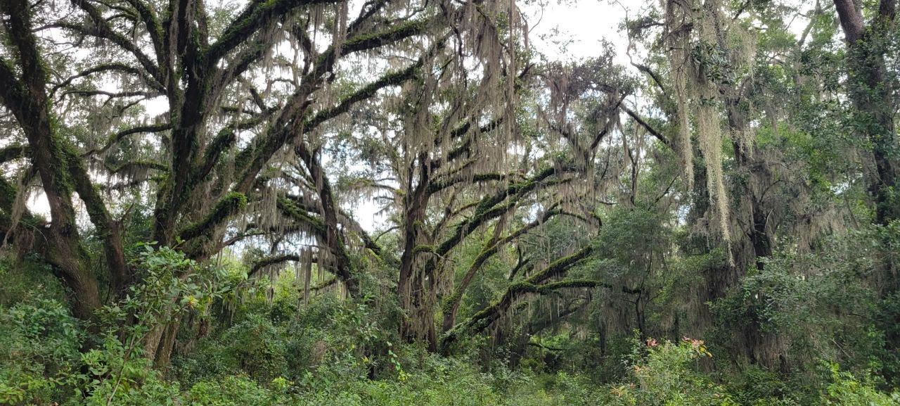 Tbd NE Cedar Trail, Pinetta, FL 32350 Photo