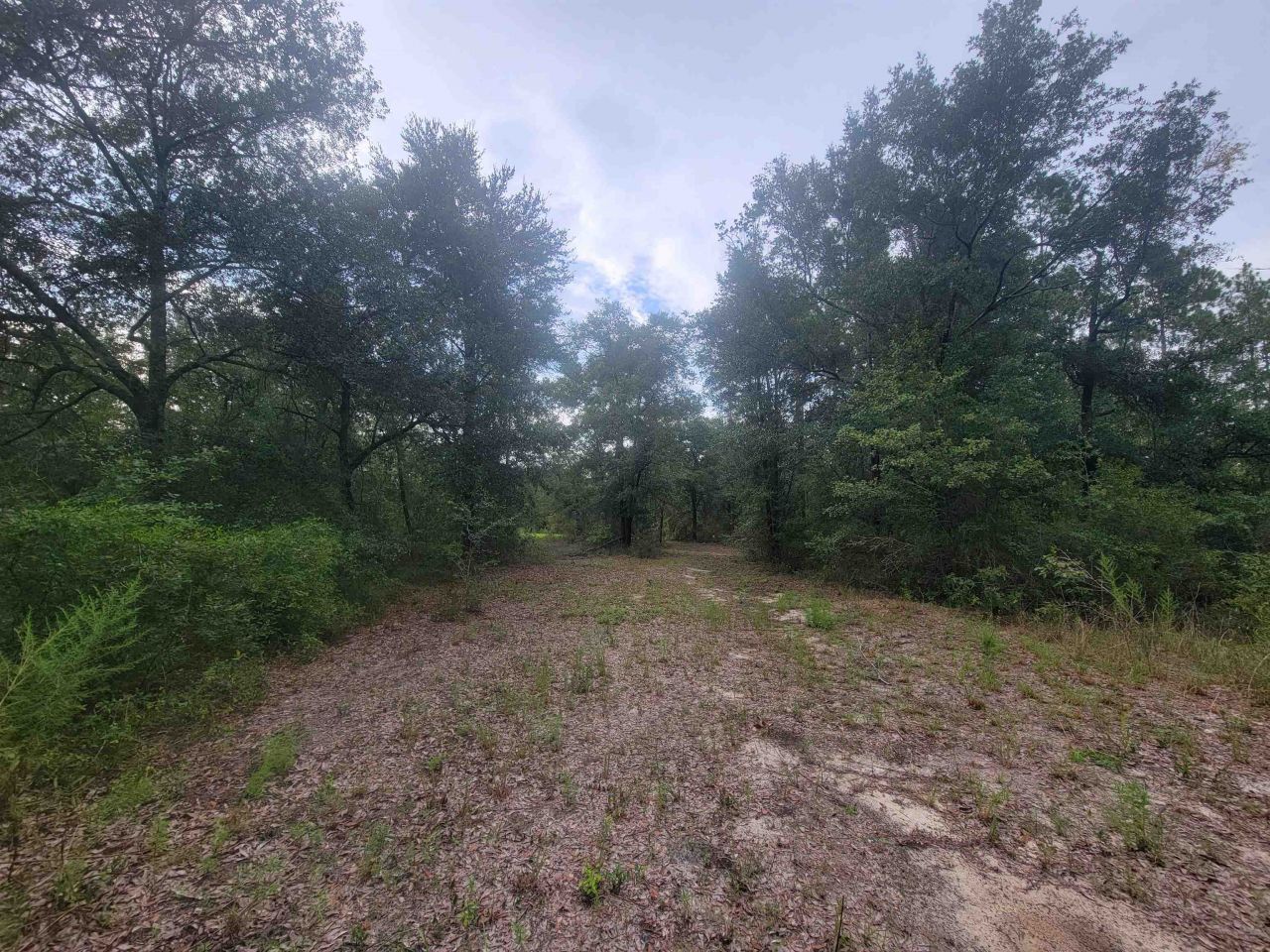 Tbd NE Cedar Trail, Pinetta, FL 32350 Photo