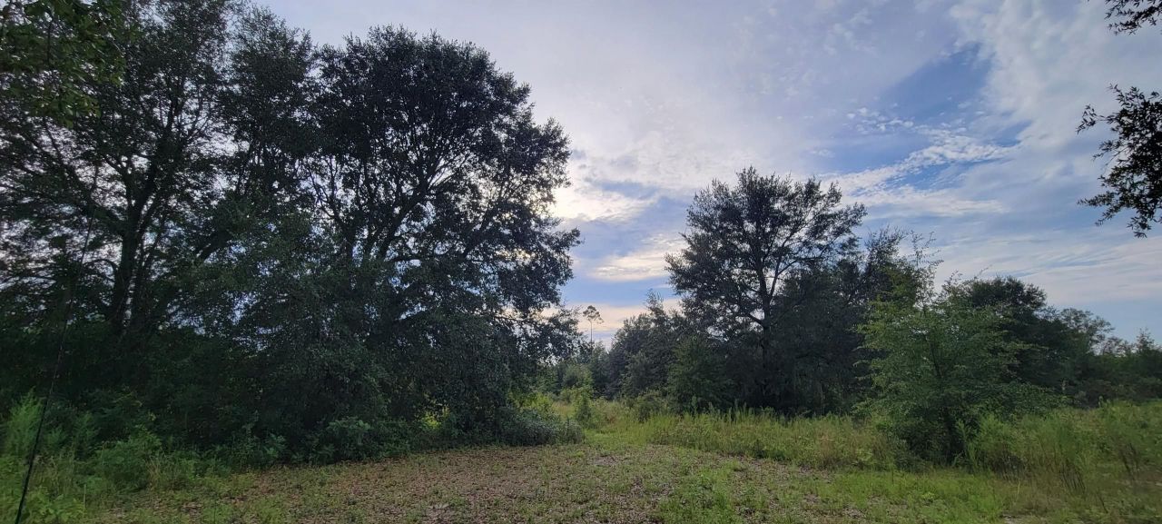 Tbd NE Cedar Trail, Pinetta, FL 32350 Photo