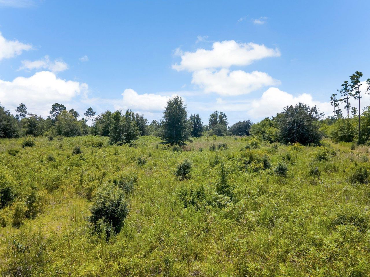 Tbd NE Cedar Trail, Pinetta, FL 32350 Photo