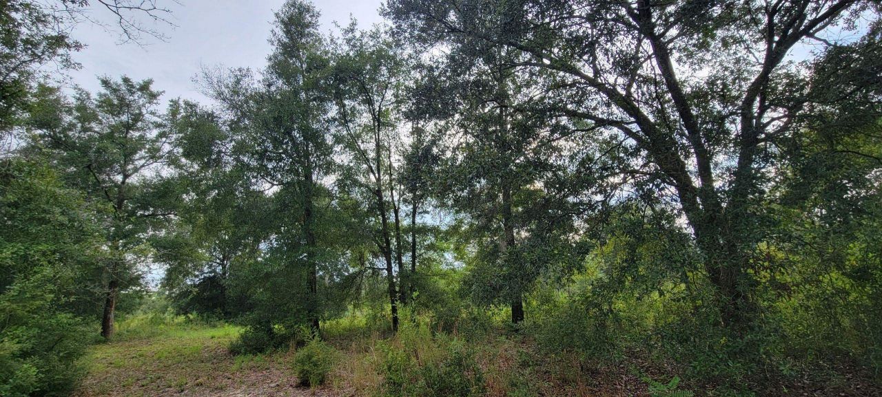 Tbd NE Cedar Trail, Pinetta, FL 32350 Photo