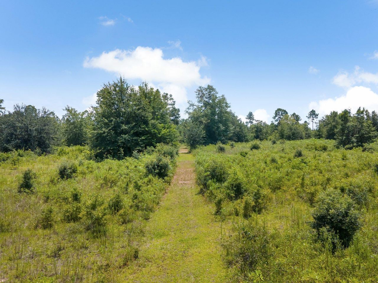 Tbd NE Cedar Trail, Pinetta, FL 32350 Photo