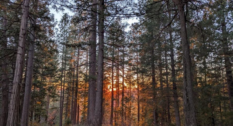 3000 Moody Ridge Rd, Gold Run, CA 95717 Photo