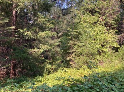 3000 Moody Ridge Rd, Gold Run, CA 95717 Photo