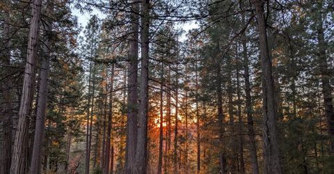 3000 Moody Ridge Rd, Gold Run, CA 95717 Photo