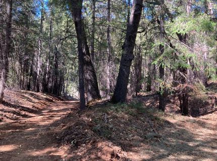 3000 Moody Ridge Rd, Gold Run, CA 95717 Photo
