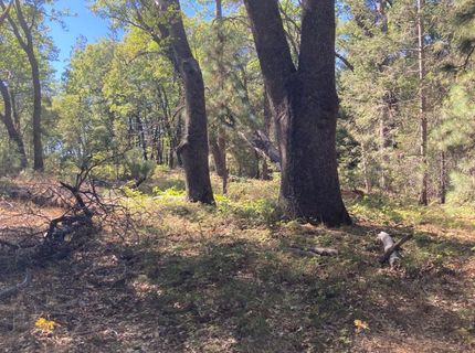3000 Moody Ridge Rd, Gold Run, CA 95717 Photo