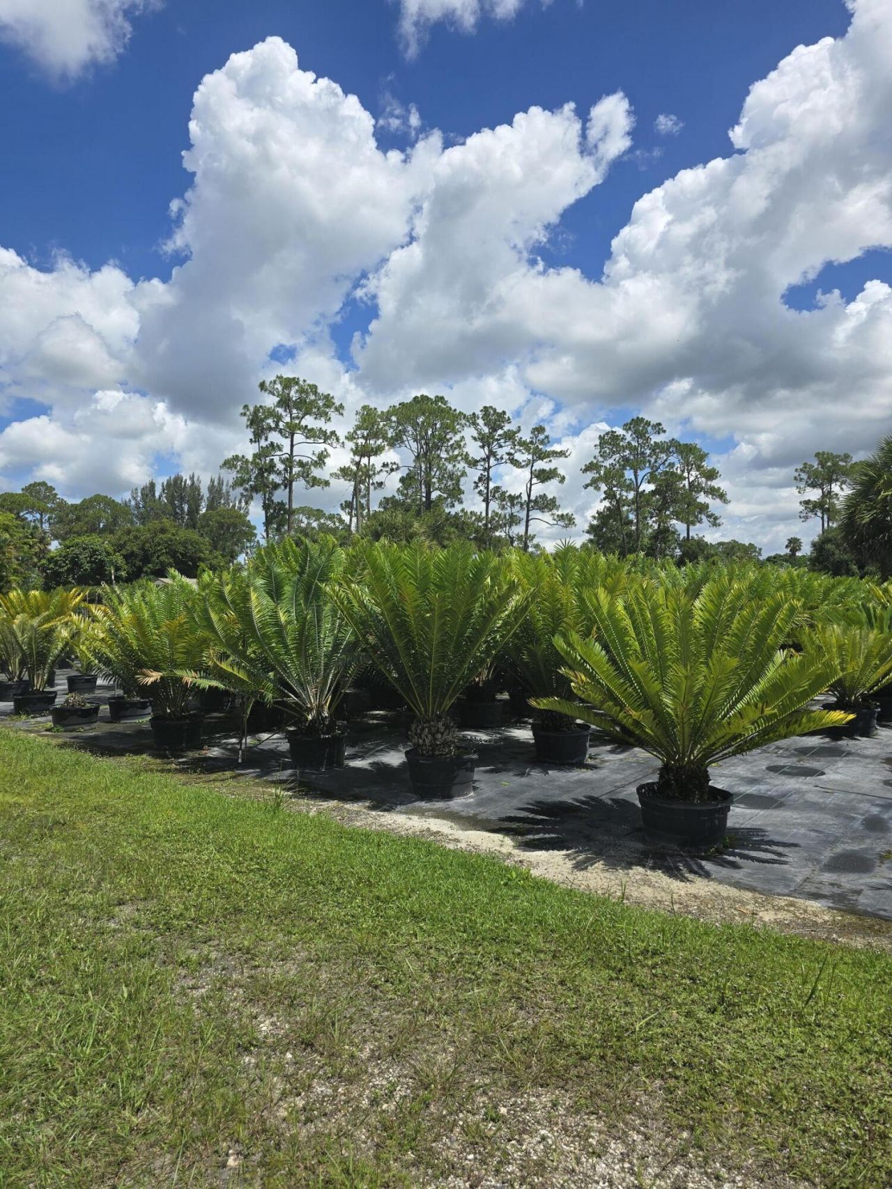 0000 B Road, Loxahatchee Groves, FL 33470 Photo