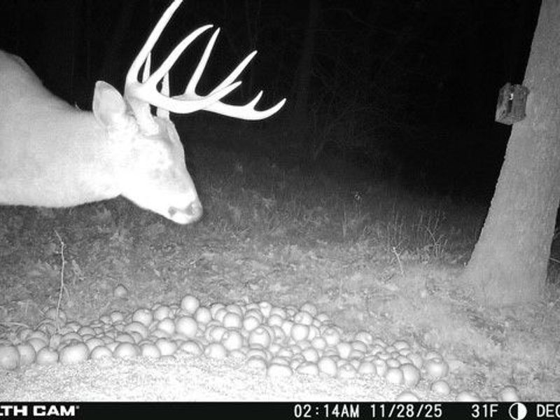 Lot 2 Shinn Road, Stockport, OH 45724 Photo 17