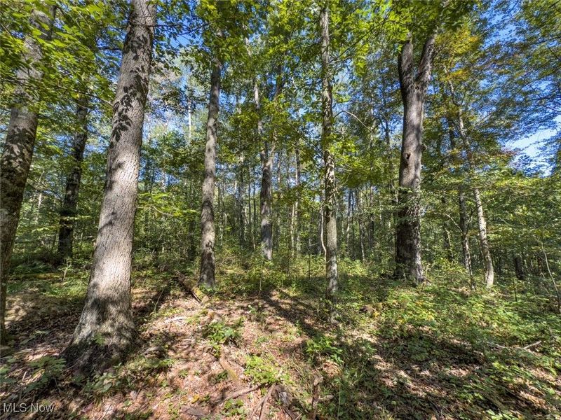 Lot 2 Shinn Road, Stockport, OH 45724 Photo 8