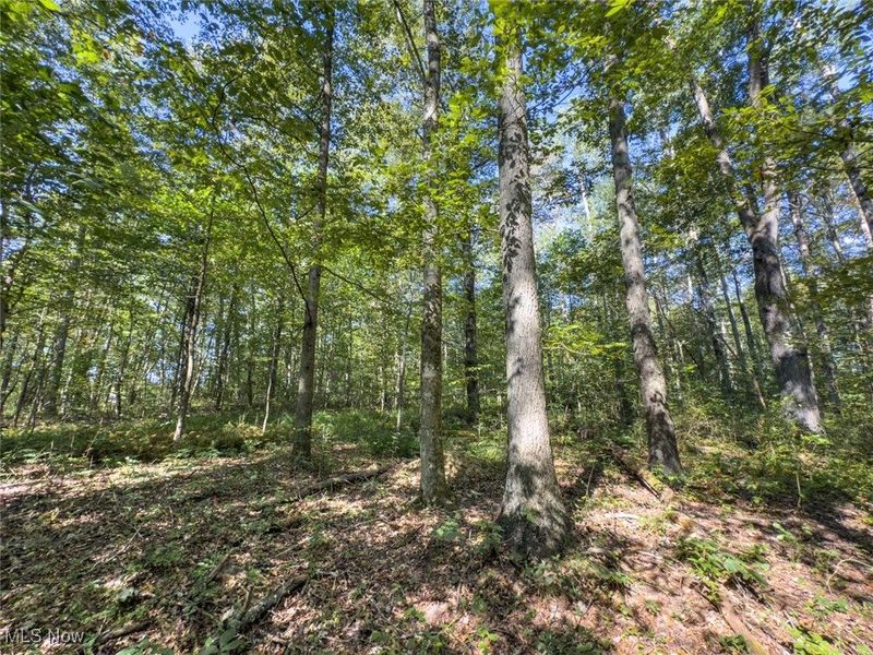 Lot 2 Shinn Road, Stockport, OH 45724 Photo 9