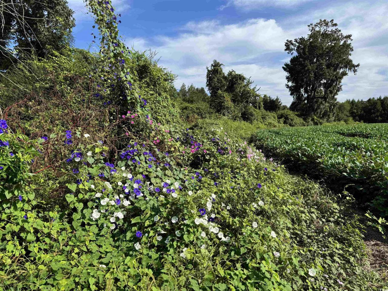 Tbd Highway 9 Photo 7