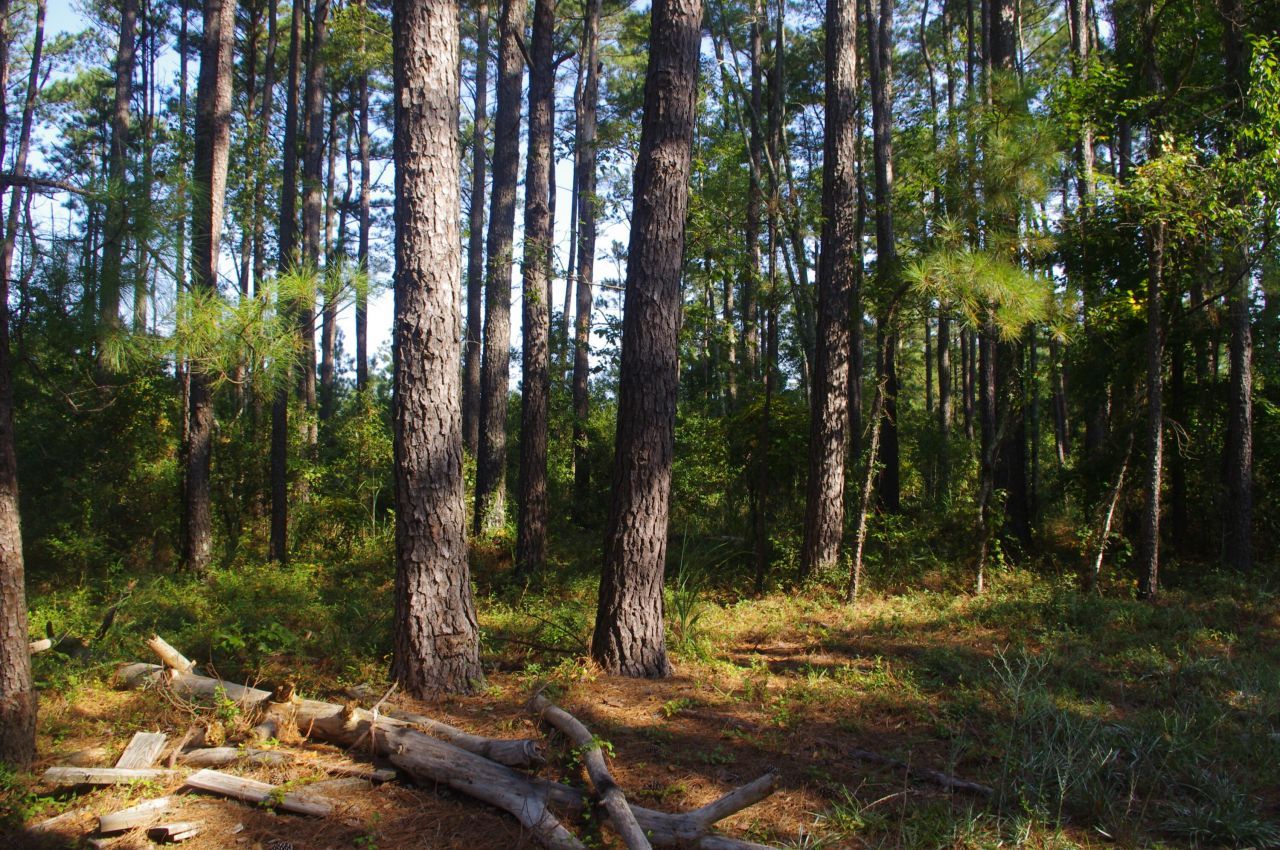 243 Bridalwreath Drive Photo 17