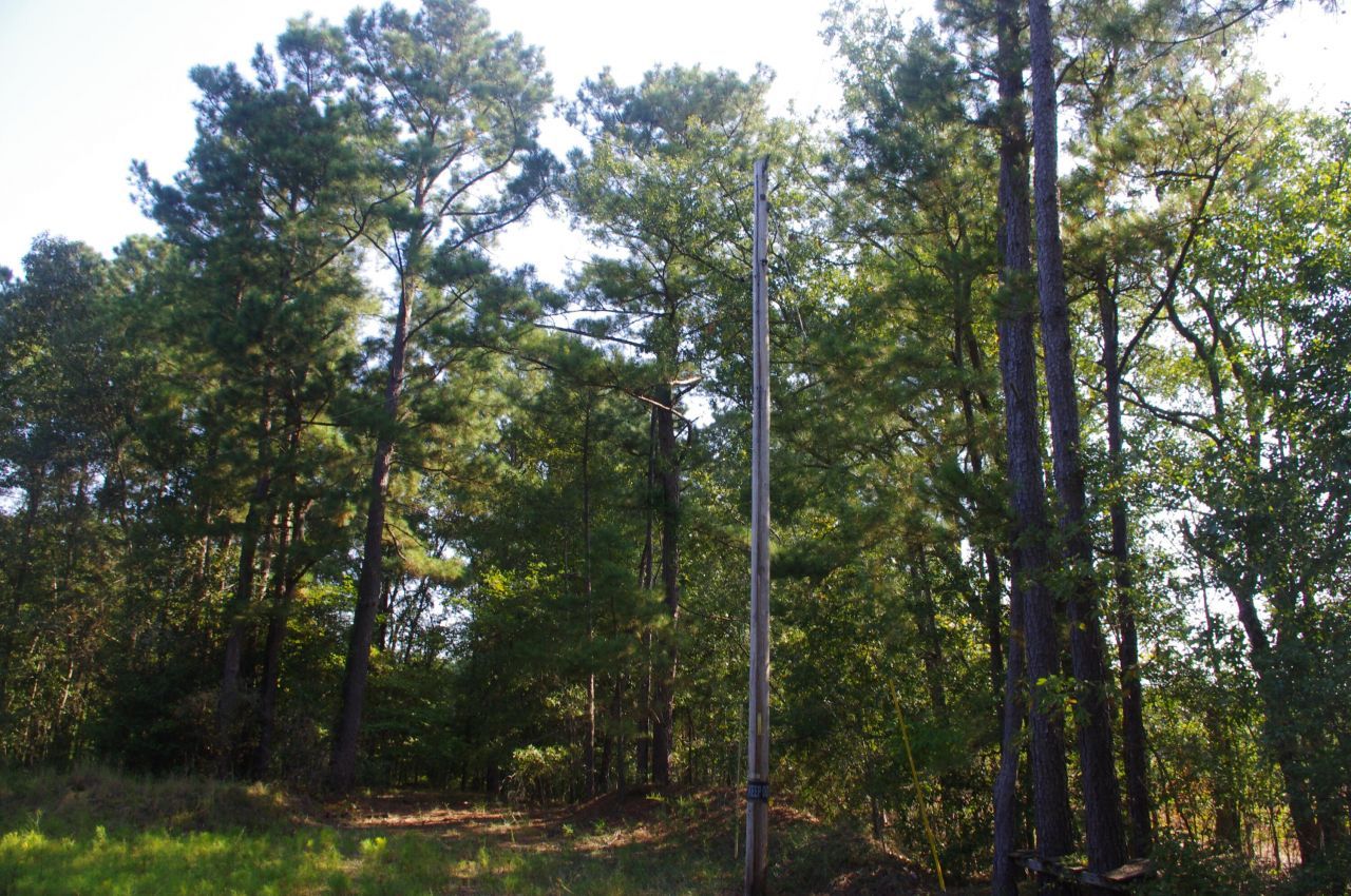 243 Bridalwreath Drive Photo 20