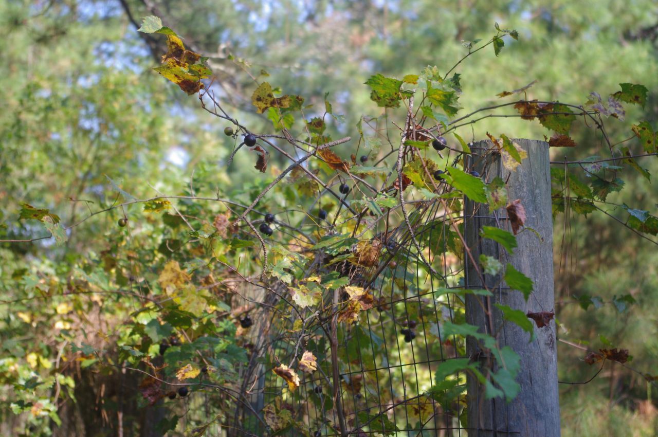 243 Bridalwreath Drive Photo 22