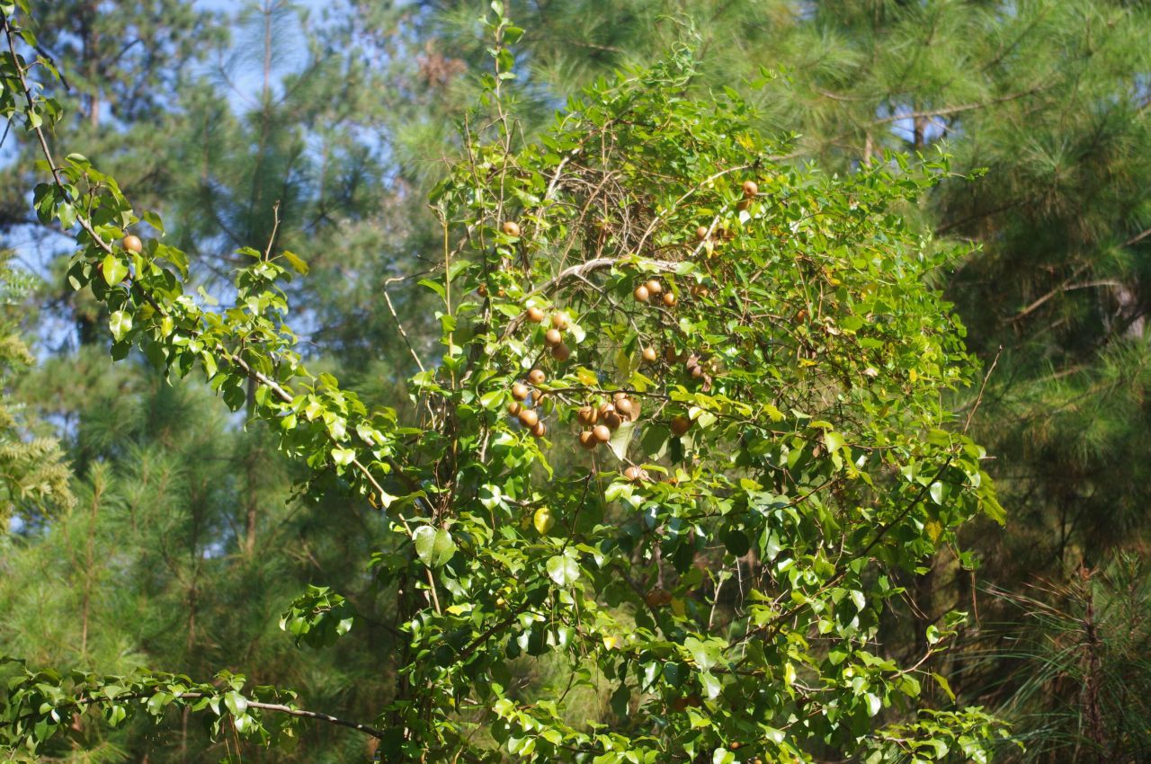 243 Bridalwreath Drive Photo 23