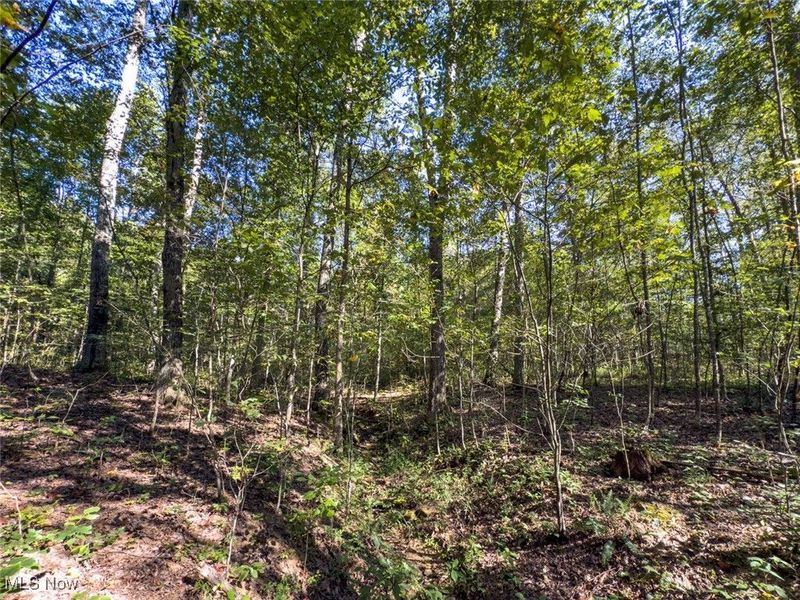 Lot 1 Shinn Road, Stockport, OH 45724 Photo 10