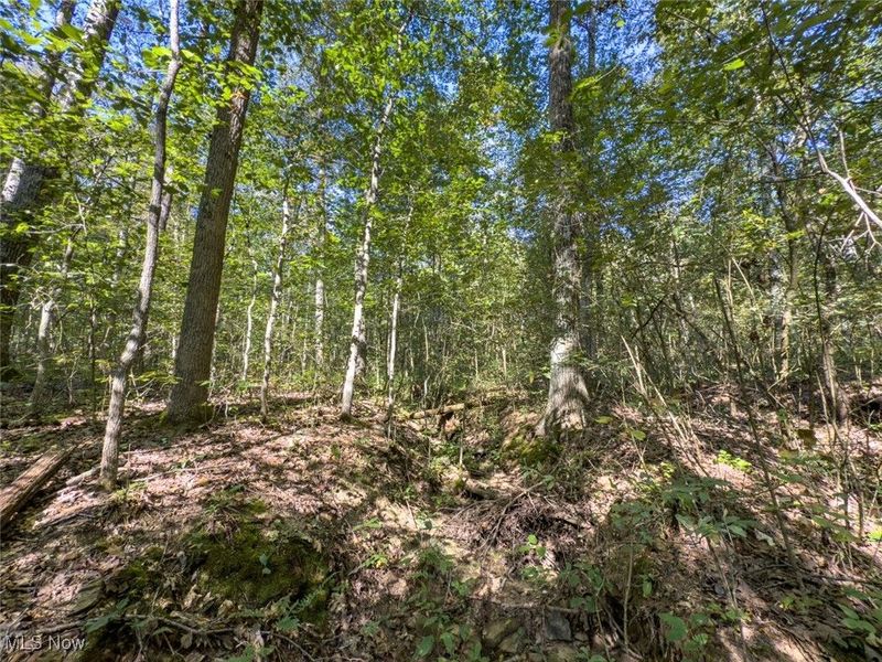 Lot 1 Shinn Road, Stockport, OH 45724 Photo 12