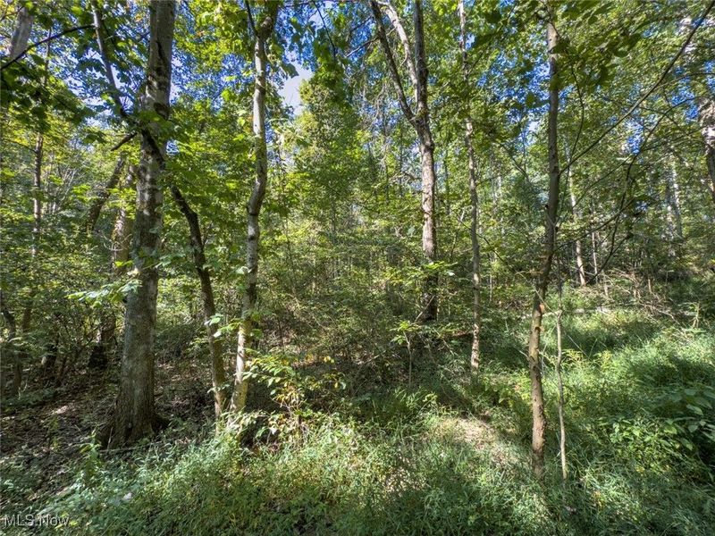 Lot 1 Shinn Road, Stockport, OH 45724 Photo 8