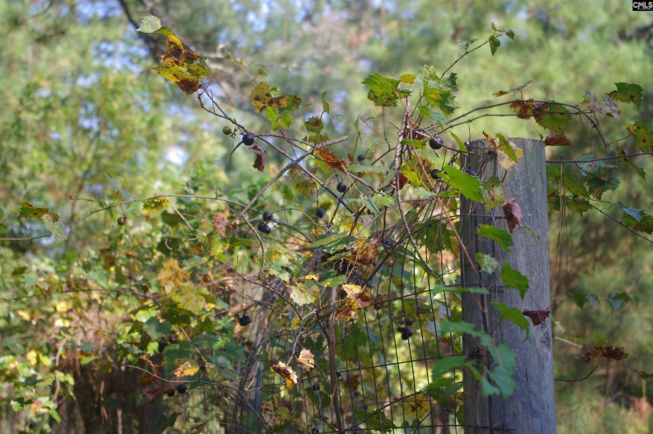 243 Bridalwreath Drive Photo 22