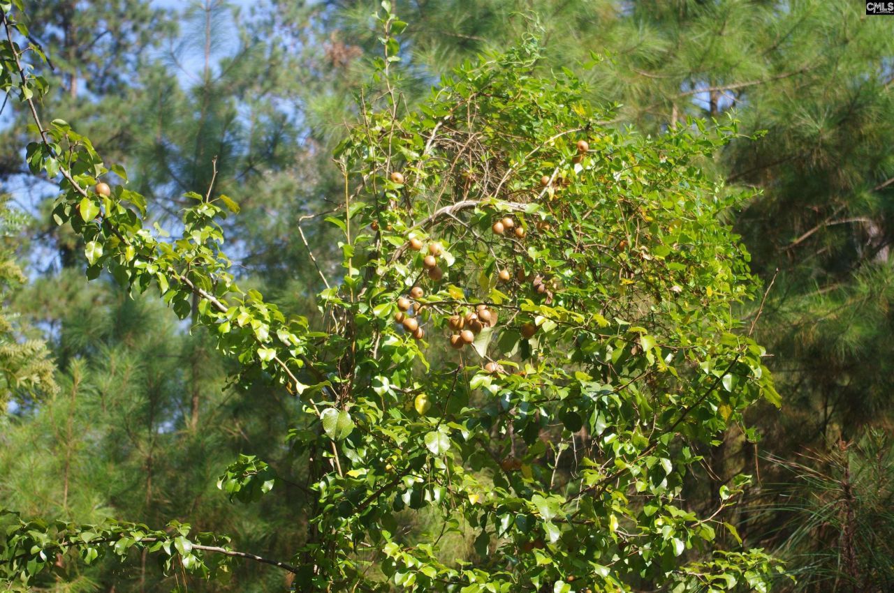 243 Bridalwreath Drive Photo 23